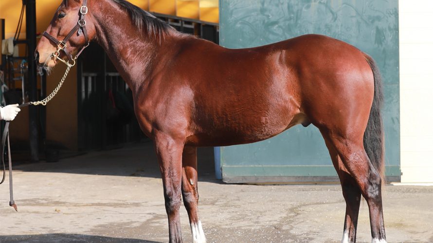 カイザーノヴァ順調だがもう少し力強さがほしい 一口愛馬とともに とある一口馬主の雑記帳