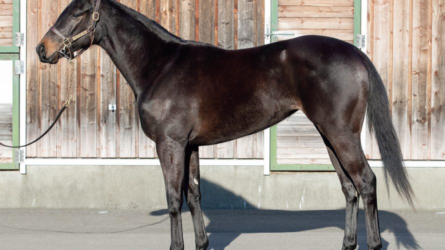 ロッシェノワールの18の出資検討－シルク2019第2回追加募集馬