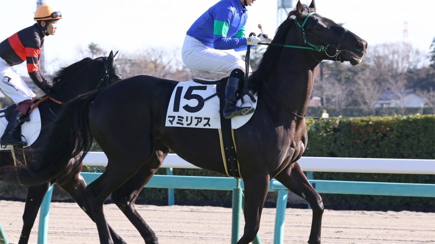 マミリアス思うように出走できなくて…来週の出走は?チーム根本厩舎を信じて